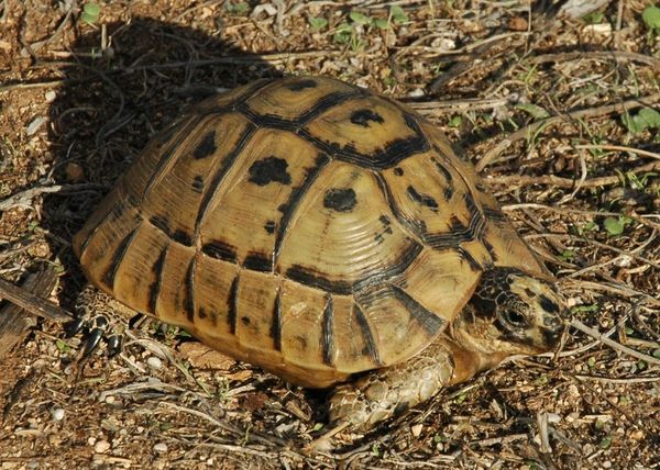 Tortue Mauresque