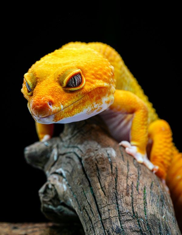 Gecko Léopard