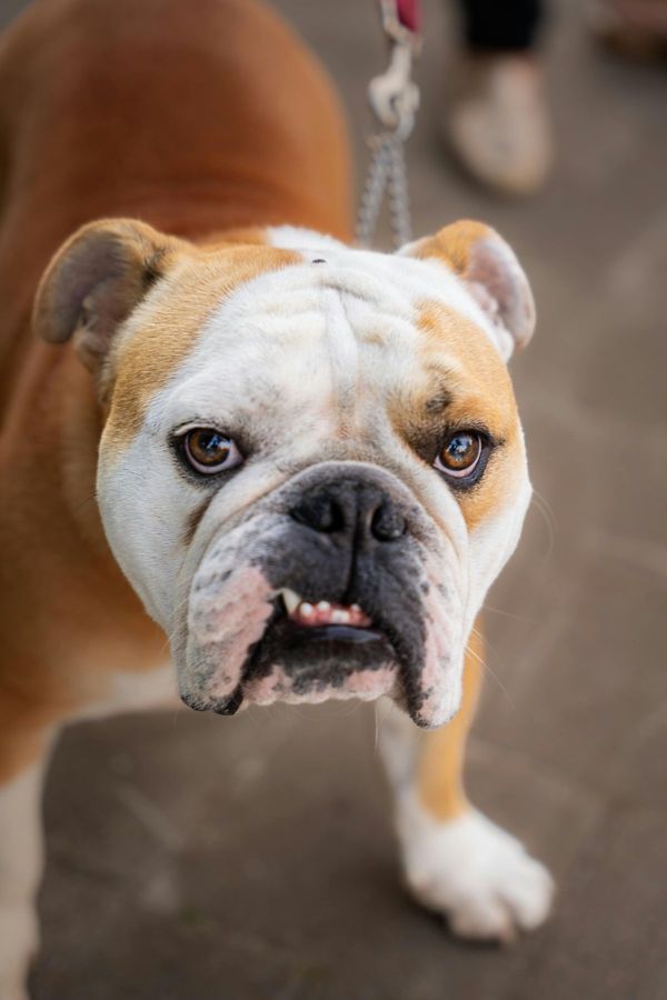 Bouledogue Anglais