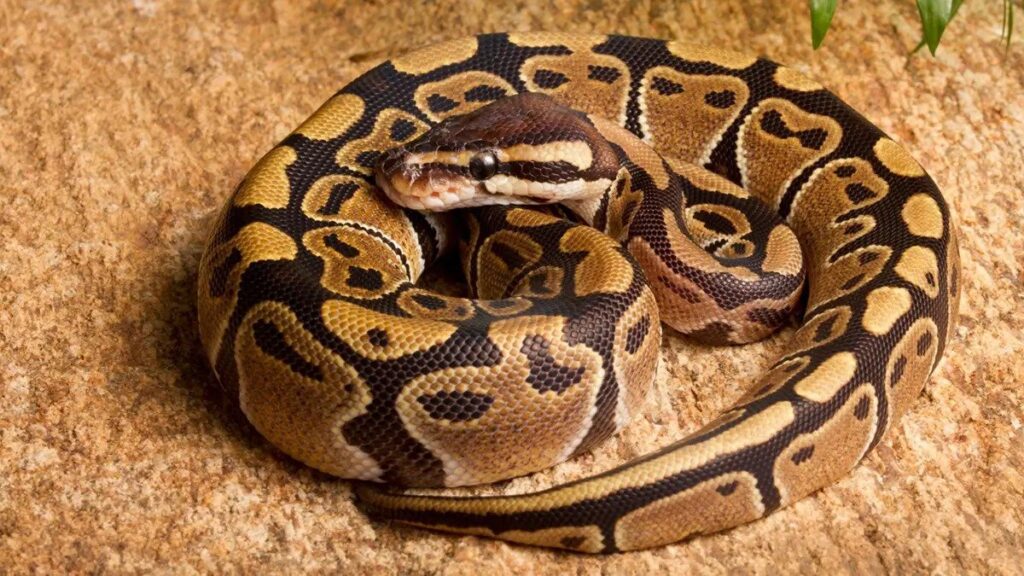 Python Brun - Reptiles