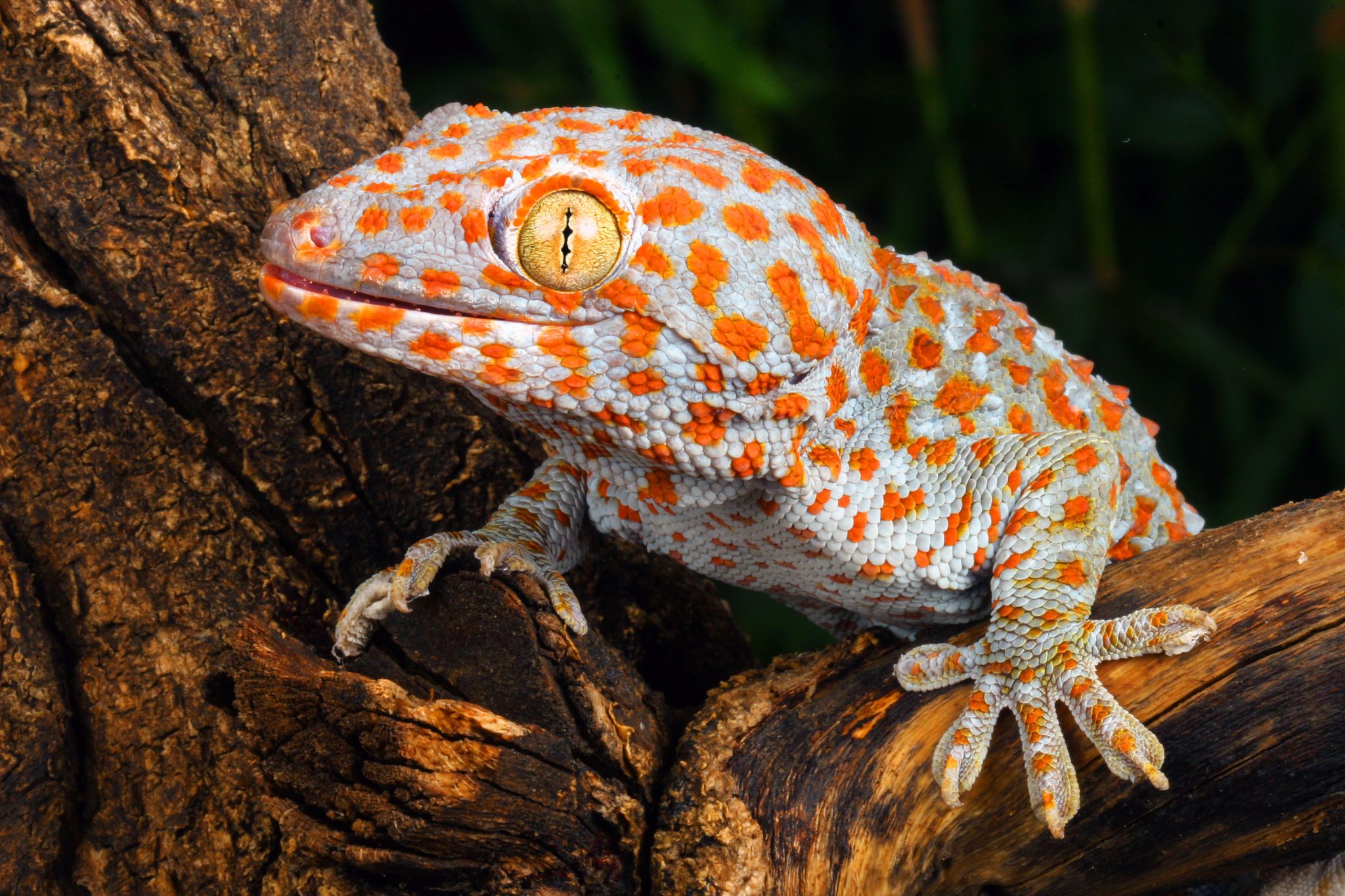 Gecko Tokay - Reptiles
