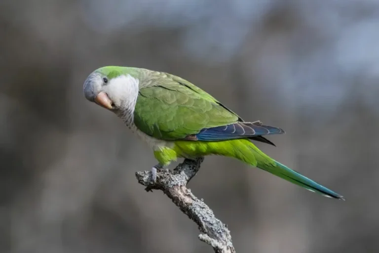 Perruche Moine - Oiseaux