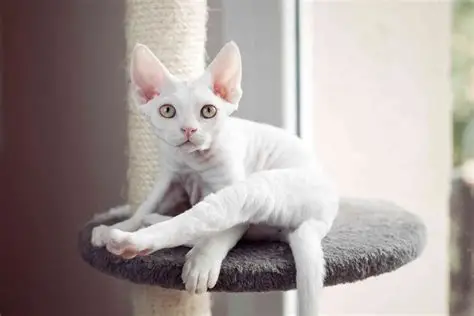 Devon Rex