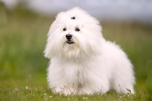 Coton de Tuléar