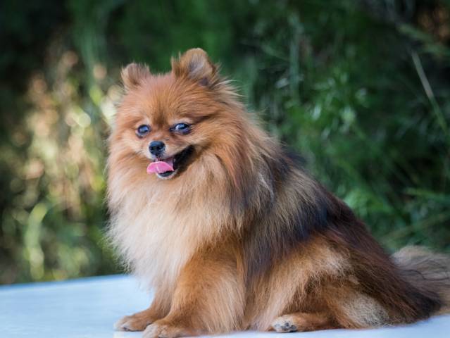 Spitz Nain