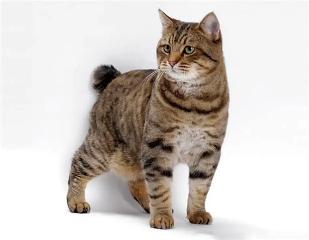 Wirehair Américain