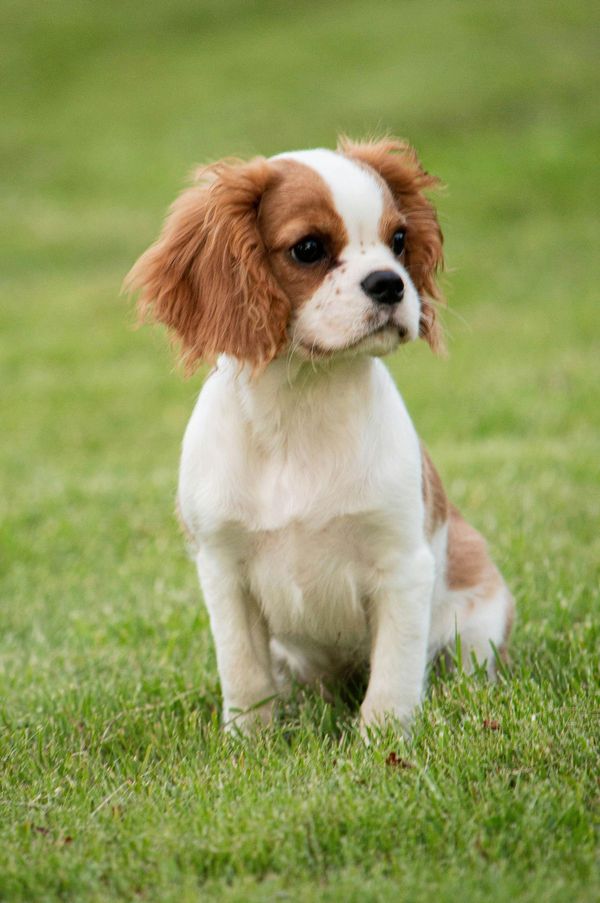 Cavalier King Charles