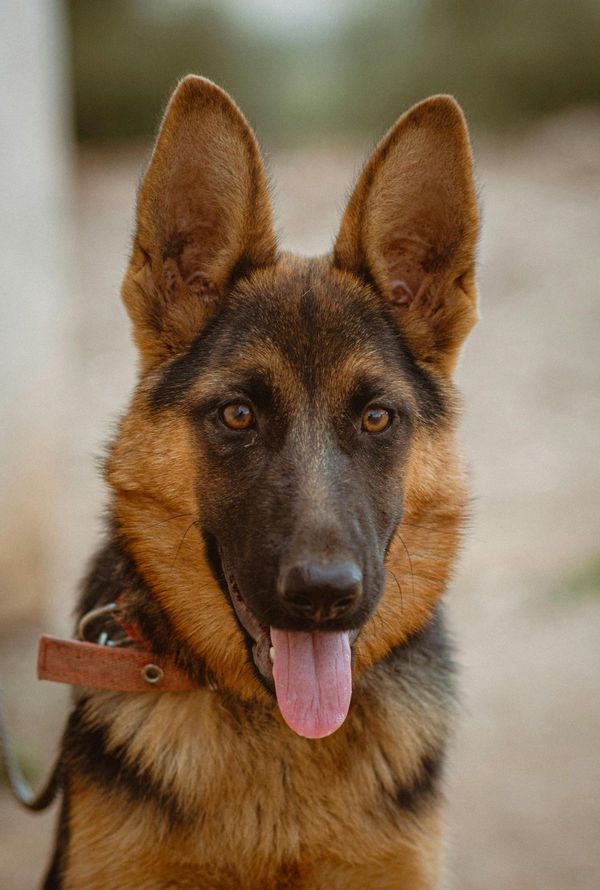 Berger Allemand