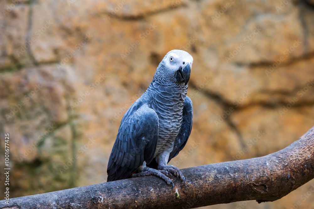 Perroquet Gris du Gabon : caractère, comportement et besoins - Est-ce le bon oiseau pour vous ?