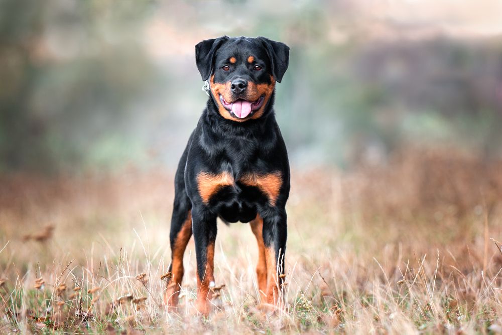 Rottweiler
