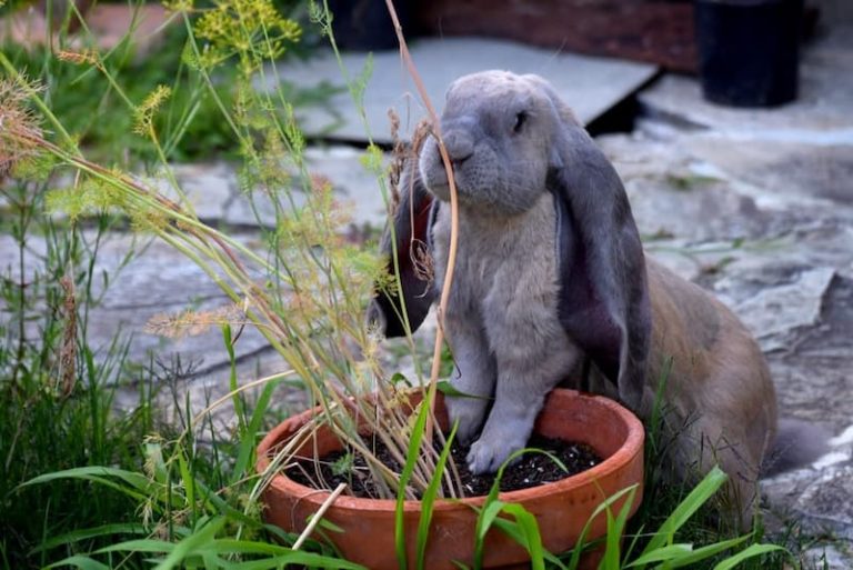 Lapin Bélier