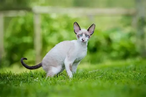 Cornish Rex