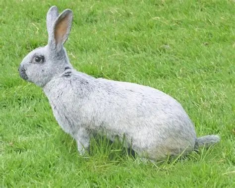 Lapin Argenté