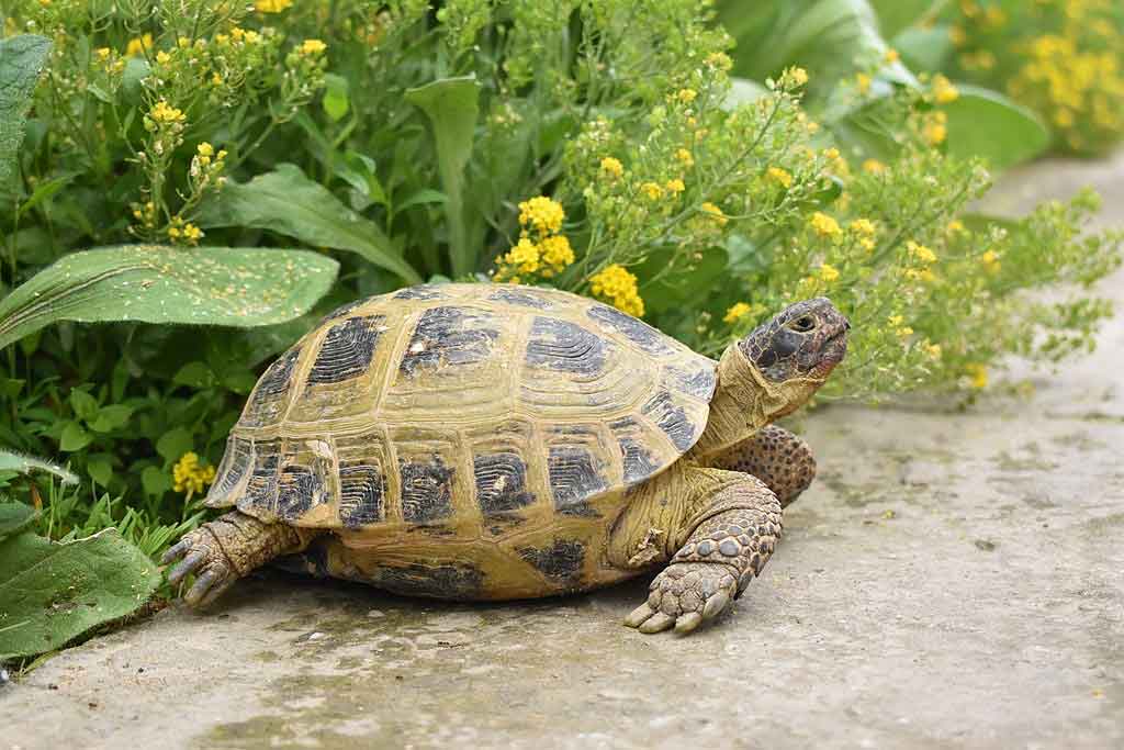 Tortue Russe - Reptiles