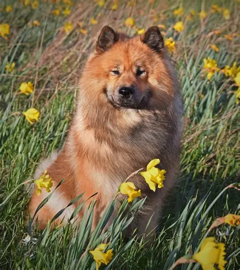 Eurasier - Chiens