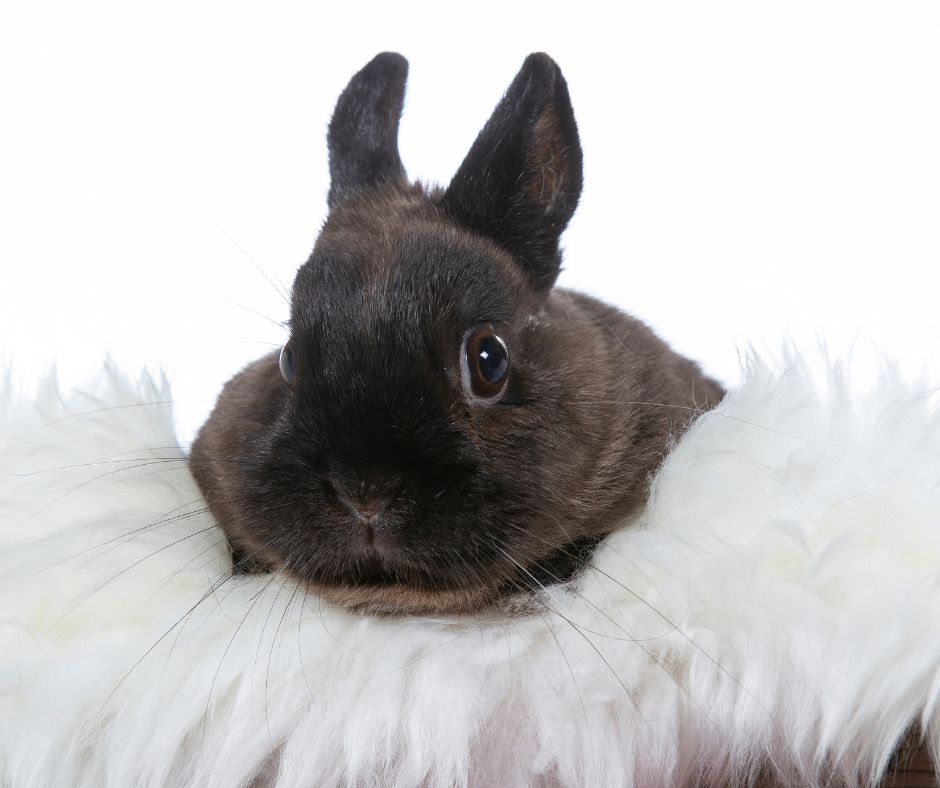 Lapin Polish