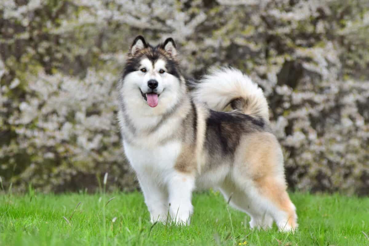 Malamute d'Alaska - Chiens