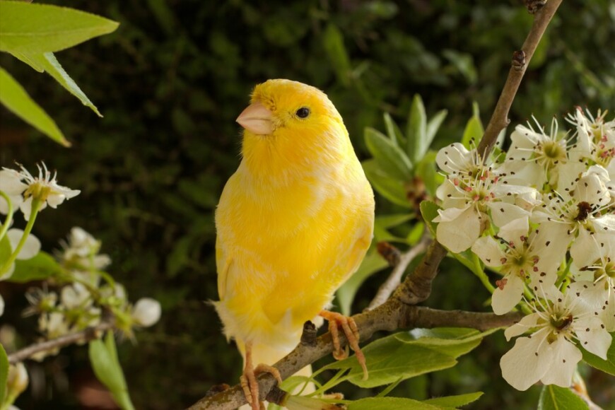 Canari Domestique