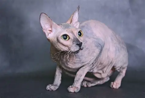 Donskoy - Chats