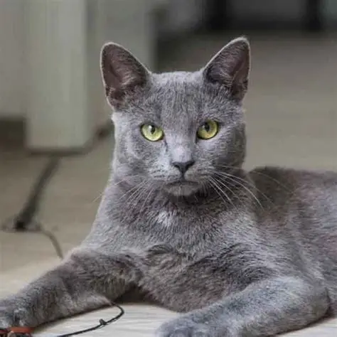Korat - Chats