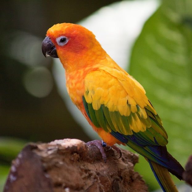 Conure Soleil