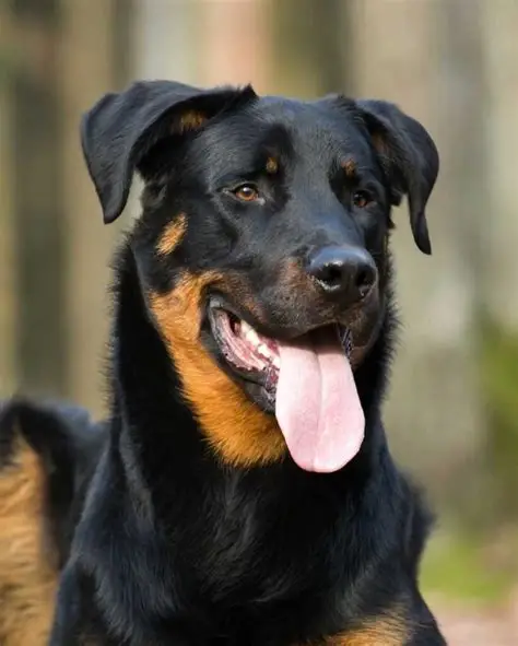 Beauceron - Chiens