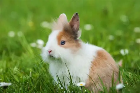 Lapin Nain