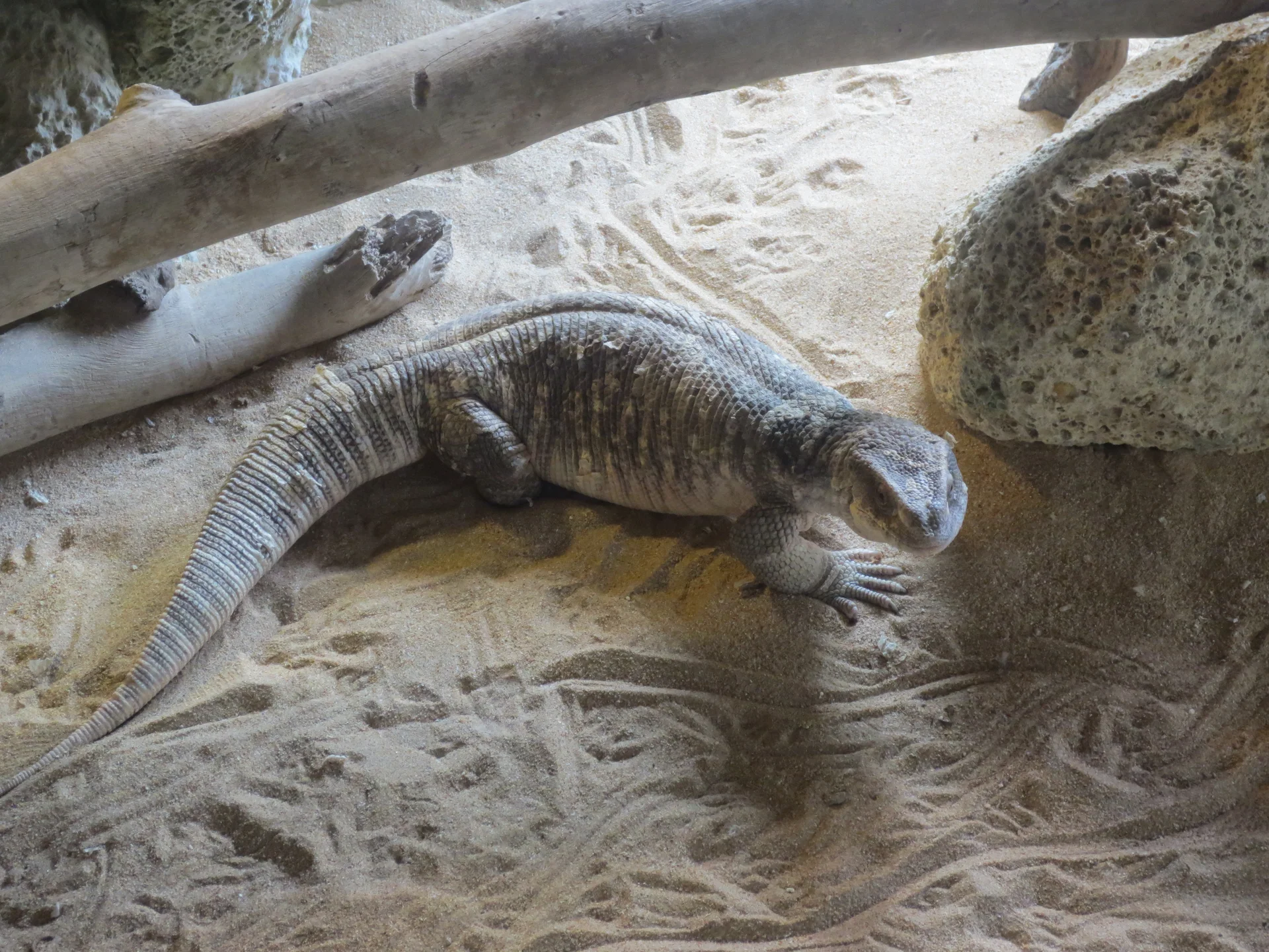 Varan de Savane - Reptiles