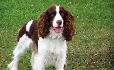 Springer Anglais - Chiens