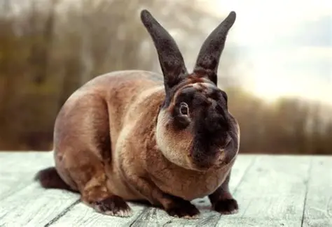 Lapin Rex