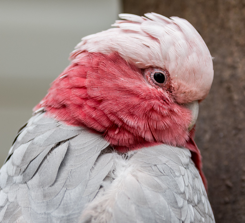 Cacatoès Galah - Oiseaux