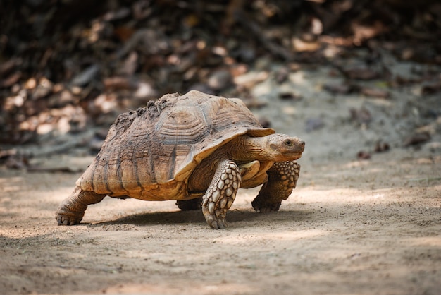 Tortue Africaine à Éperon