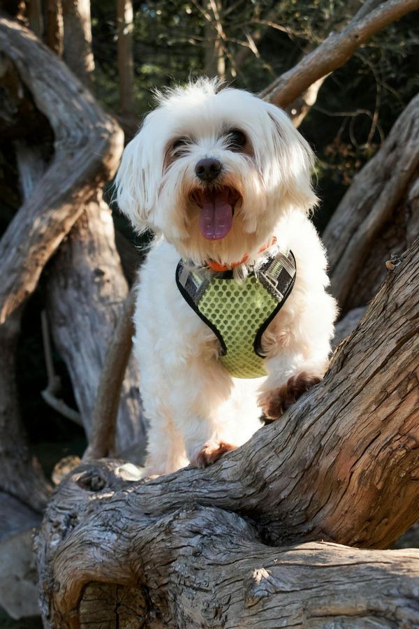 Bichon Maltais