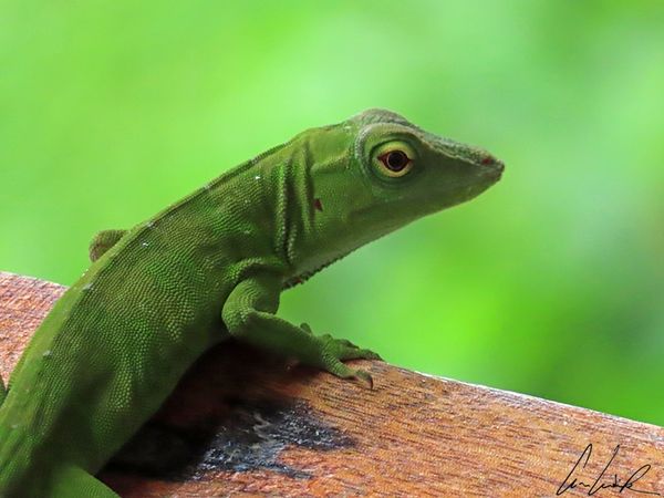 Anole Vert