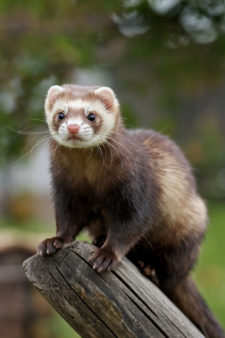 Furet