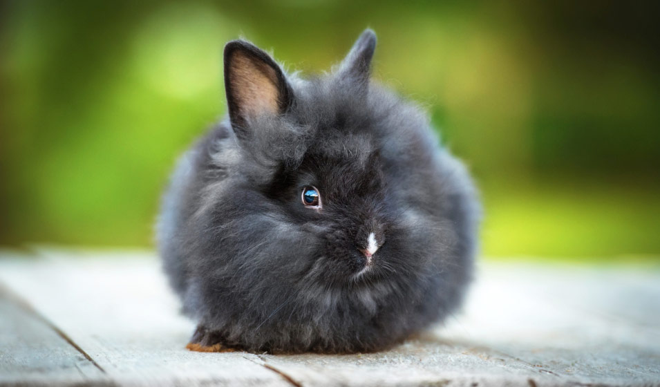 Lapin Angora