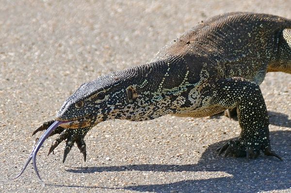 Varan du Nil - Reptiles