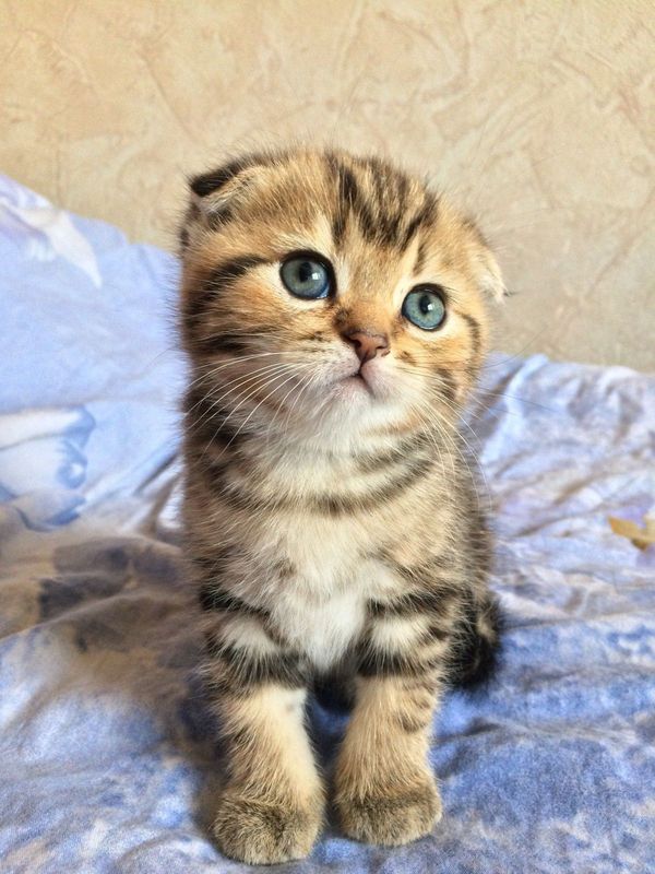 Scottish Fold
