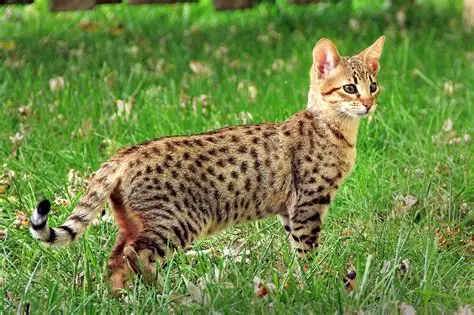 Savannah