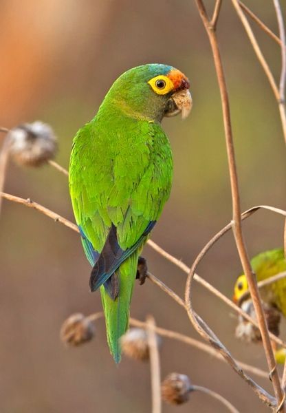 Conure à Front Rouge