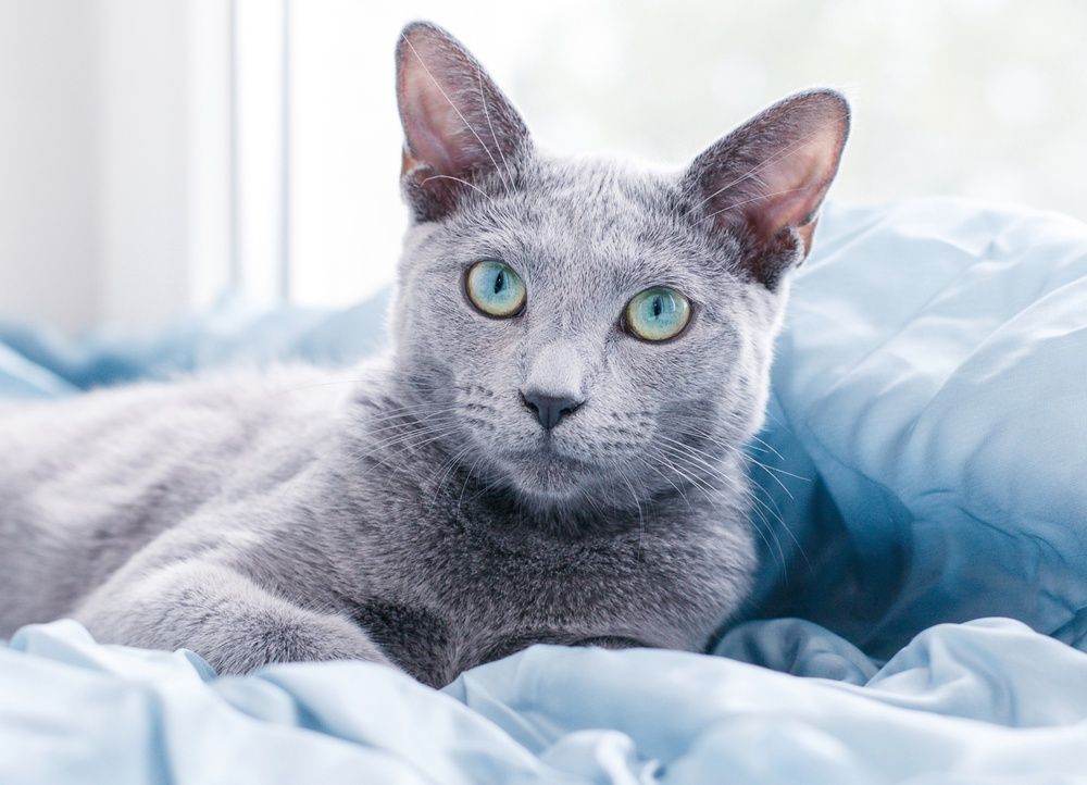 Russe Bleu