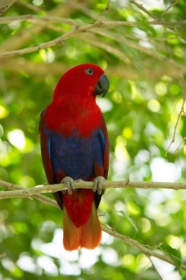 Eclectus