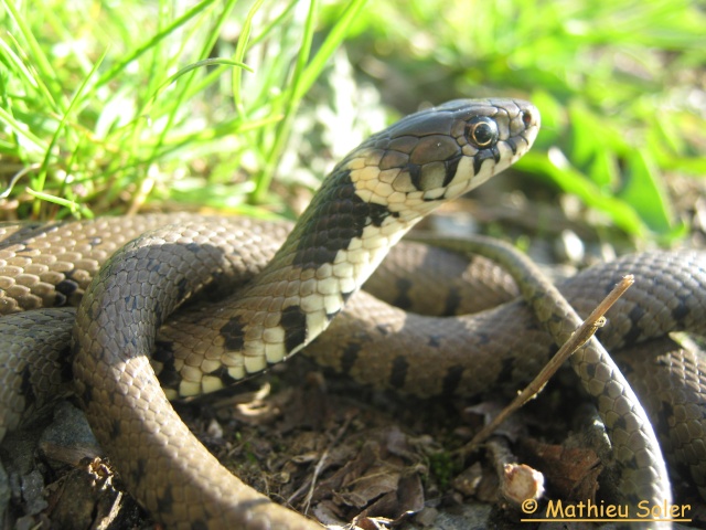 Couleuvre à Collier - Reptiles