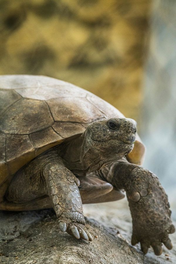 Tortue de Floride