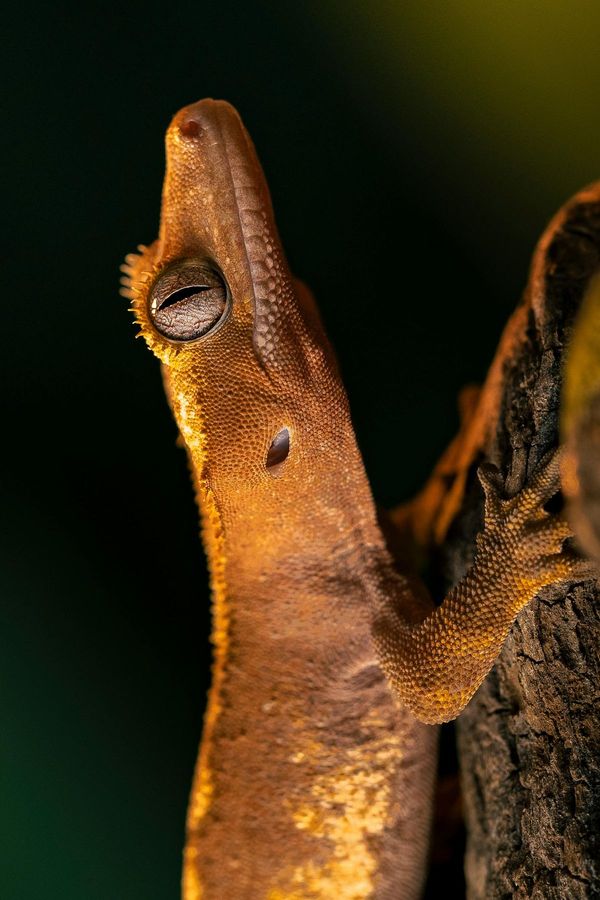 Gecko Crêté