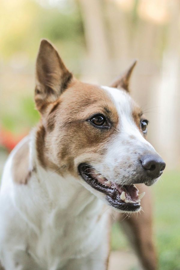 Basenji
