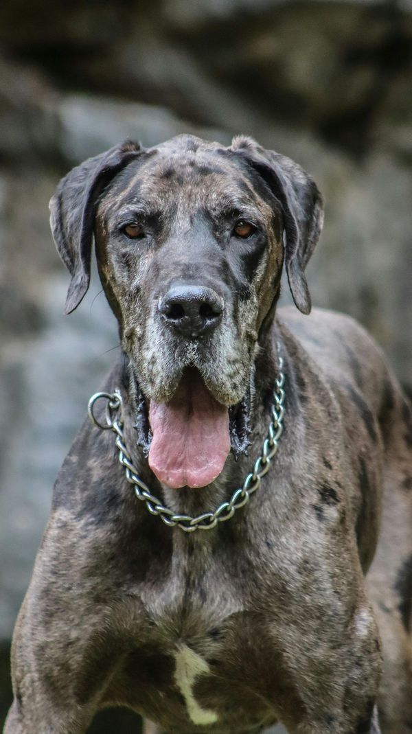 Dogue Allemand