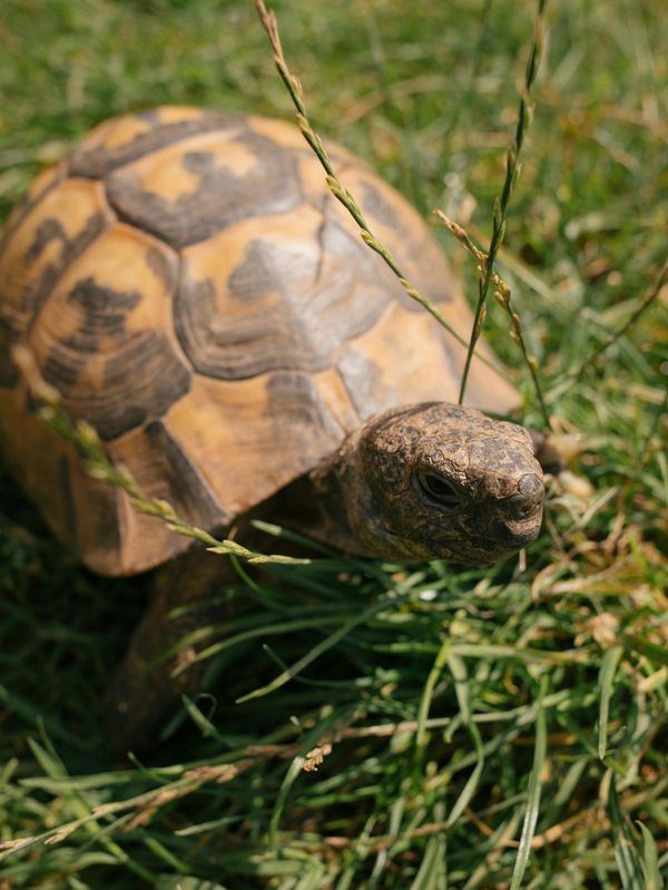 Tortue Hermann