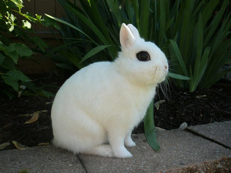 Lapin Hotot