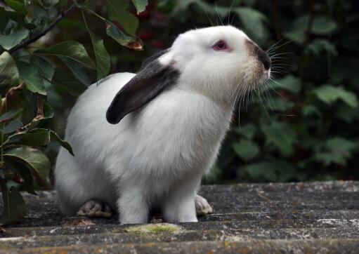 Lapin Californien